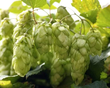 Build A Custom Hops Haven: Growing Hops Is Easy and Fulfilling